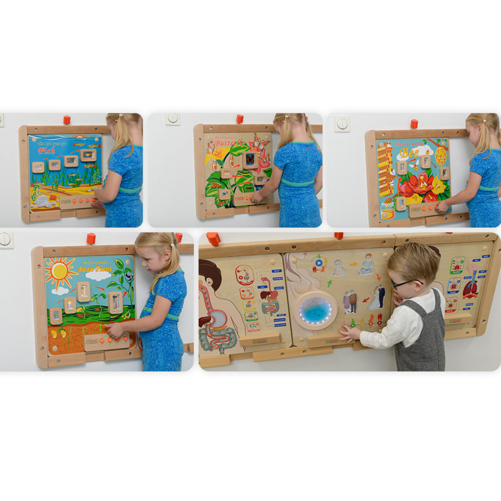 Light-Up Frog Life Cycle Panel | STEM Educational Biology Learning Board for Kids
