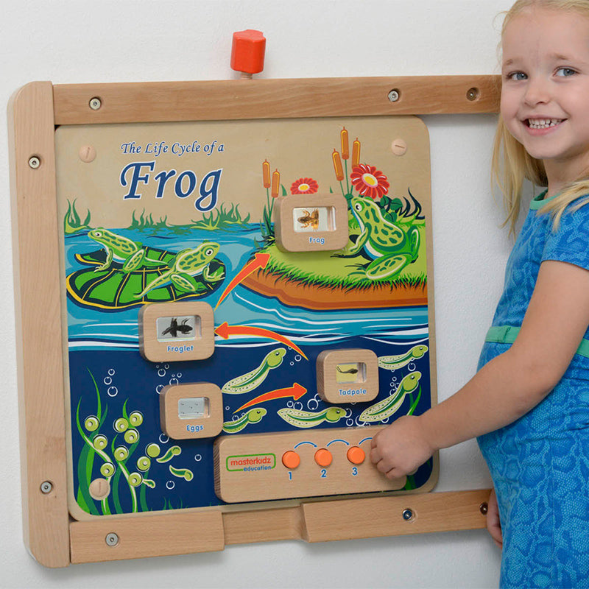 Light-Up Frog Life Cycle Panel | STEM Educational Biology Learning Board for Kids