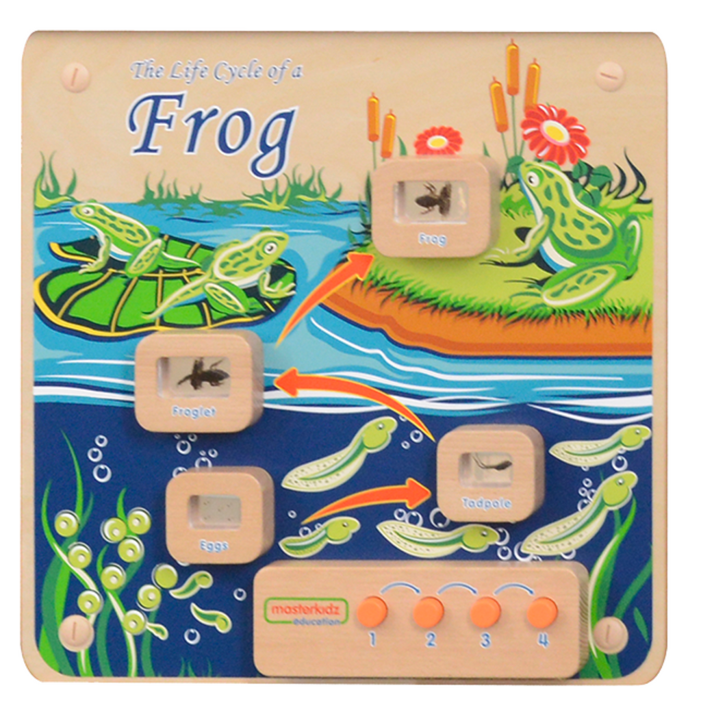 Light-Up Frog Life Cycle Panel | STEM Educational Biology Learning Board for Kids
