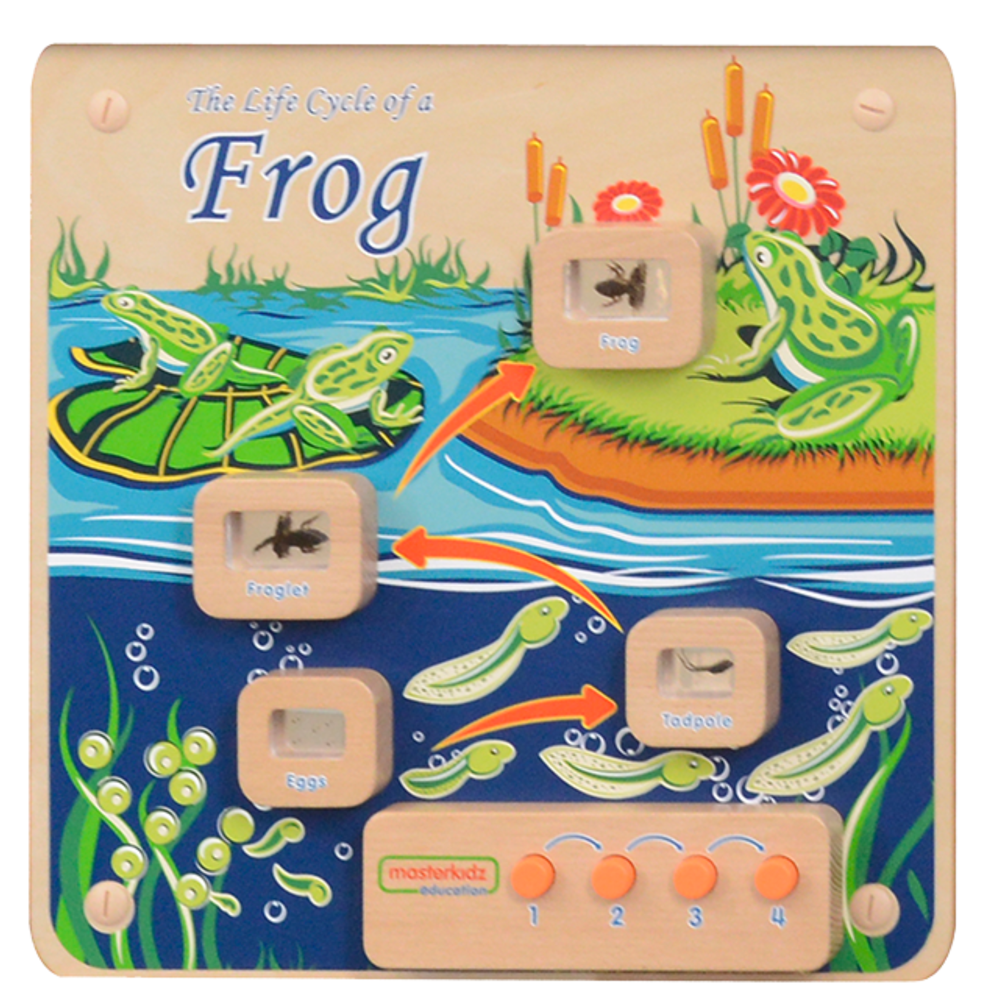 Light-Up Frog Life Cycle Panel | STEM Educational Biology Learning Board for Kids