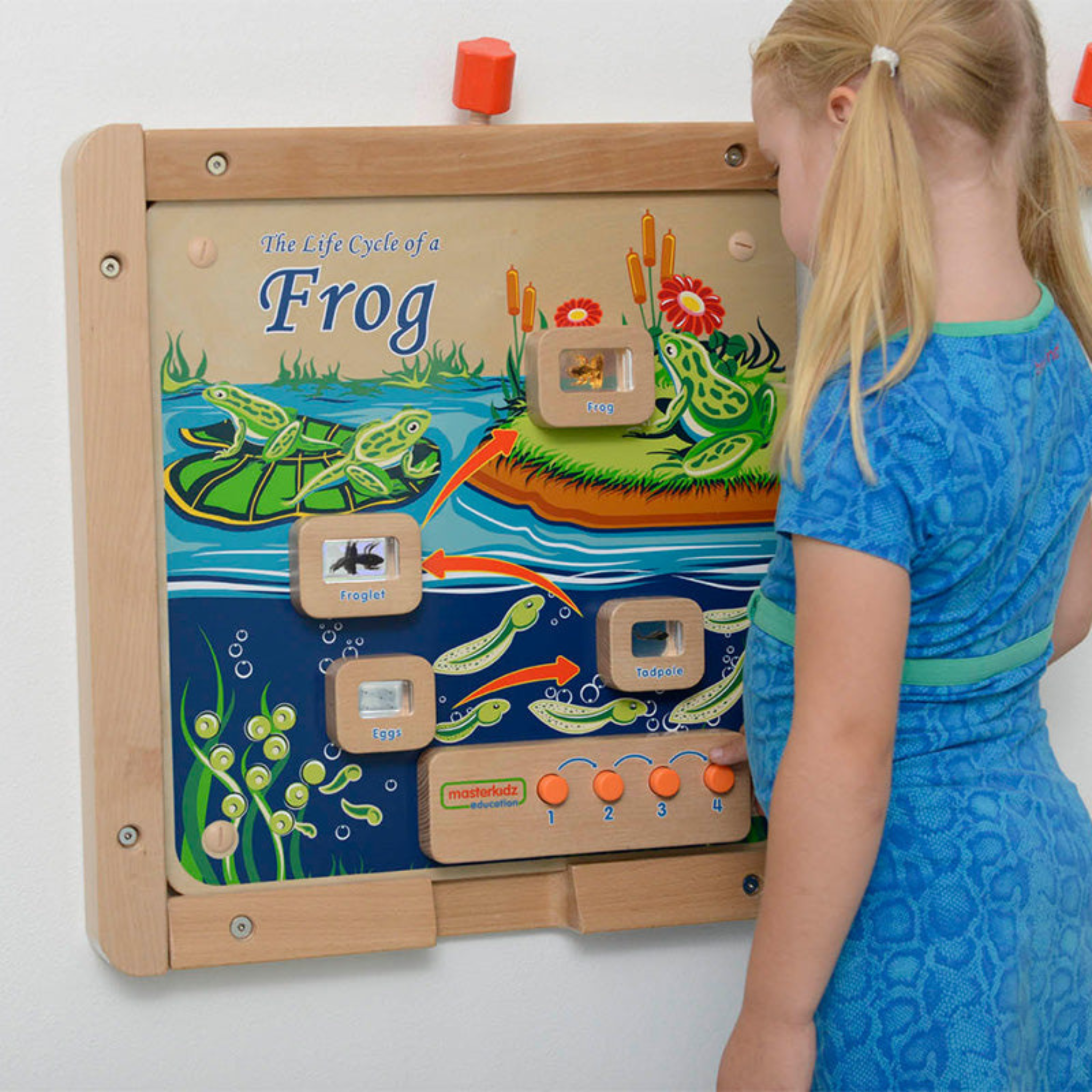 Light-Up Frog Life Cycle Panel | STEM Educational Biology Learning Board for Kids