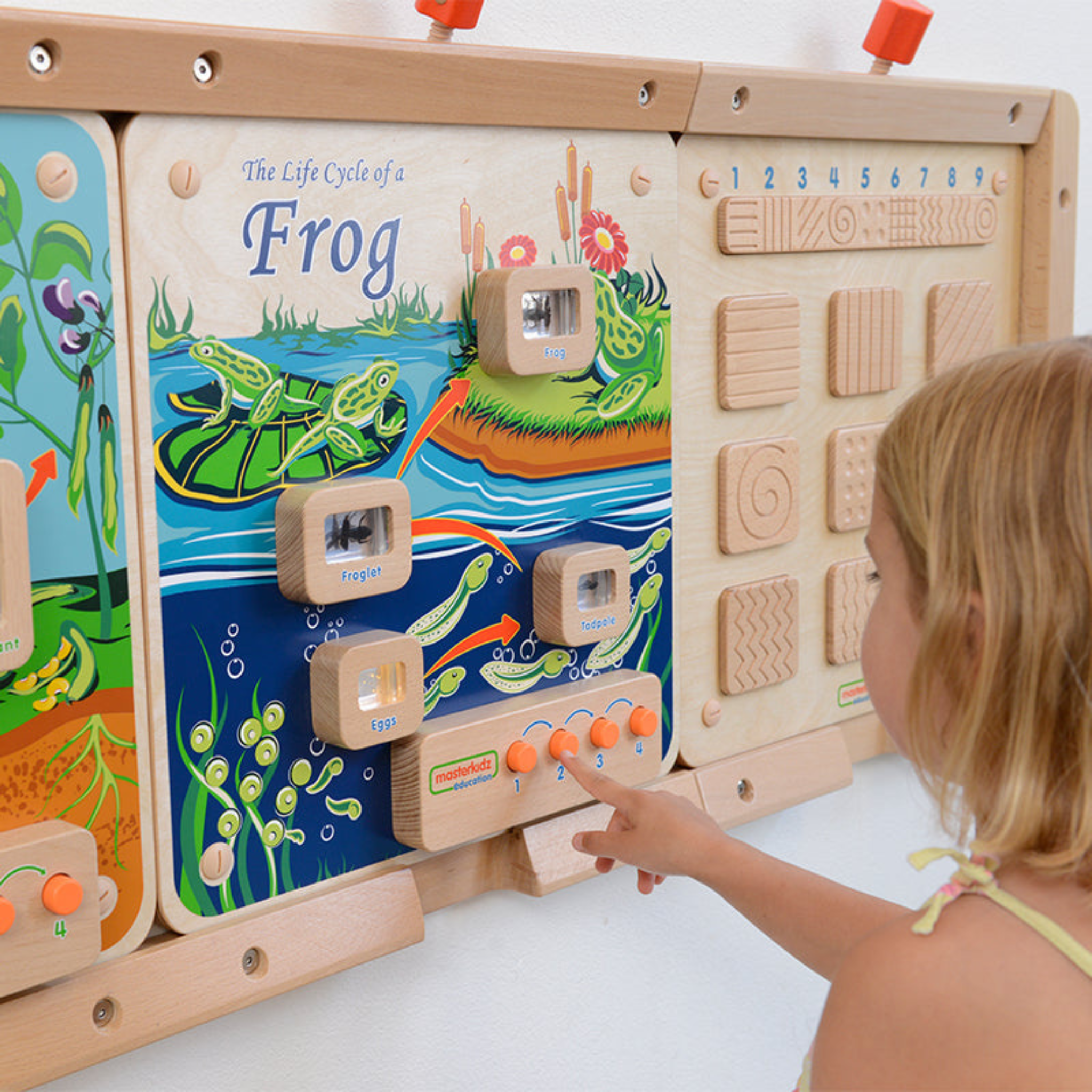 Light-Up Frog Life Cycle Panel | STEM Educational Biology Learning Board for Kids