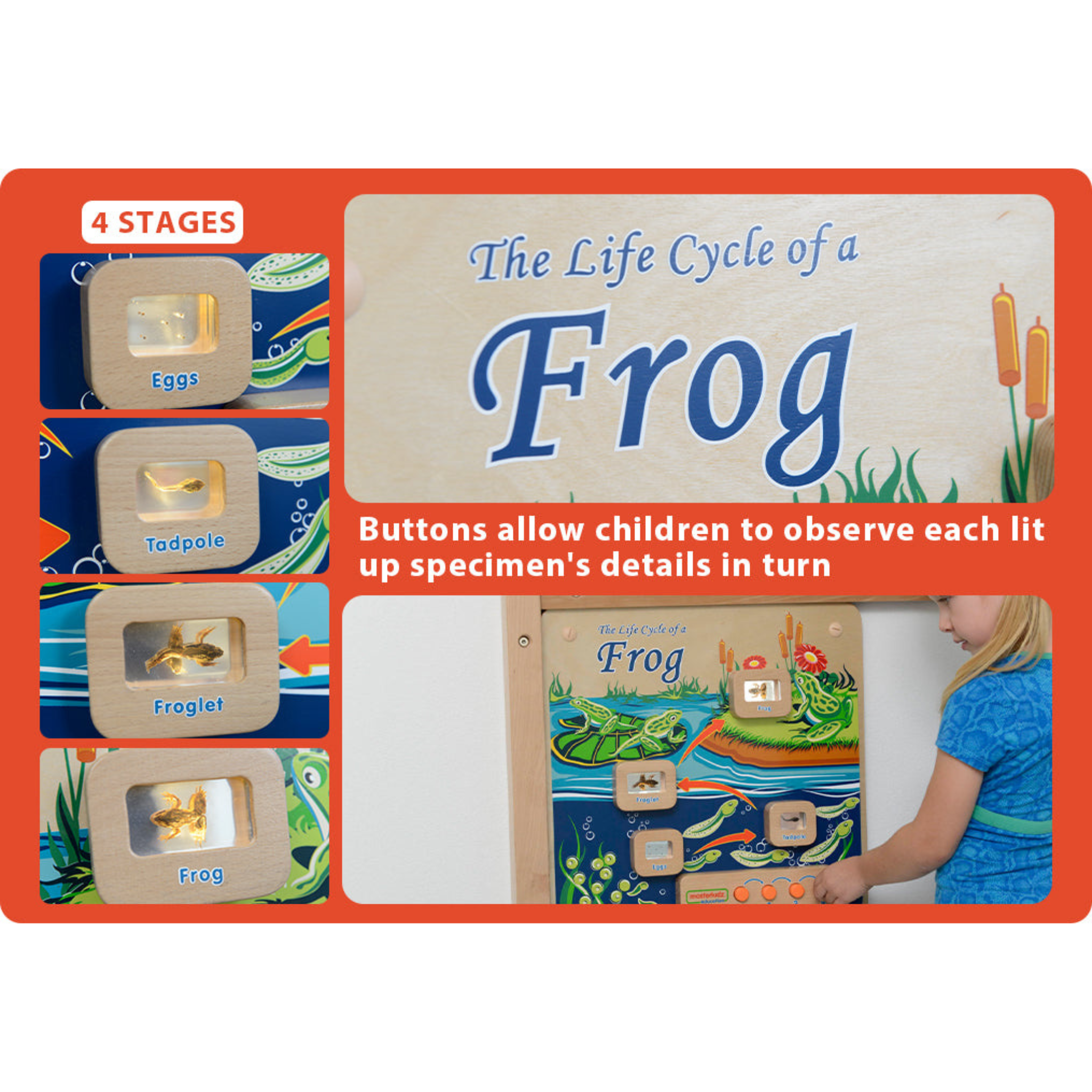 Light-Up Frog Life Cycle Panel | STEM Educational Biology Learning Board for Kids