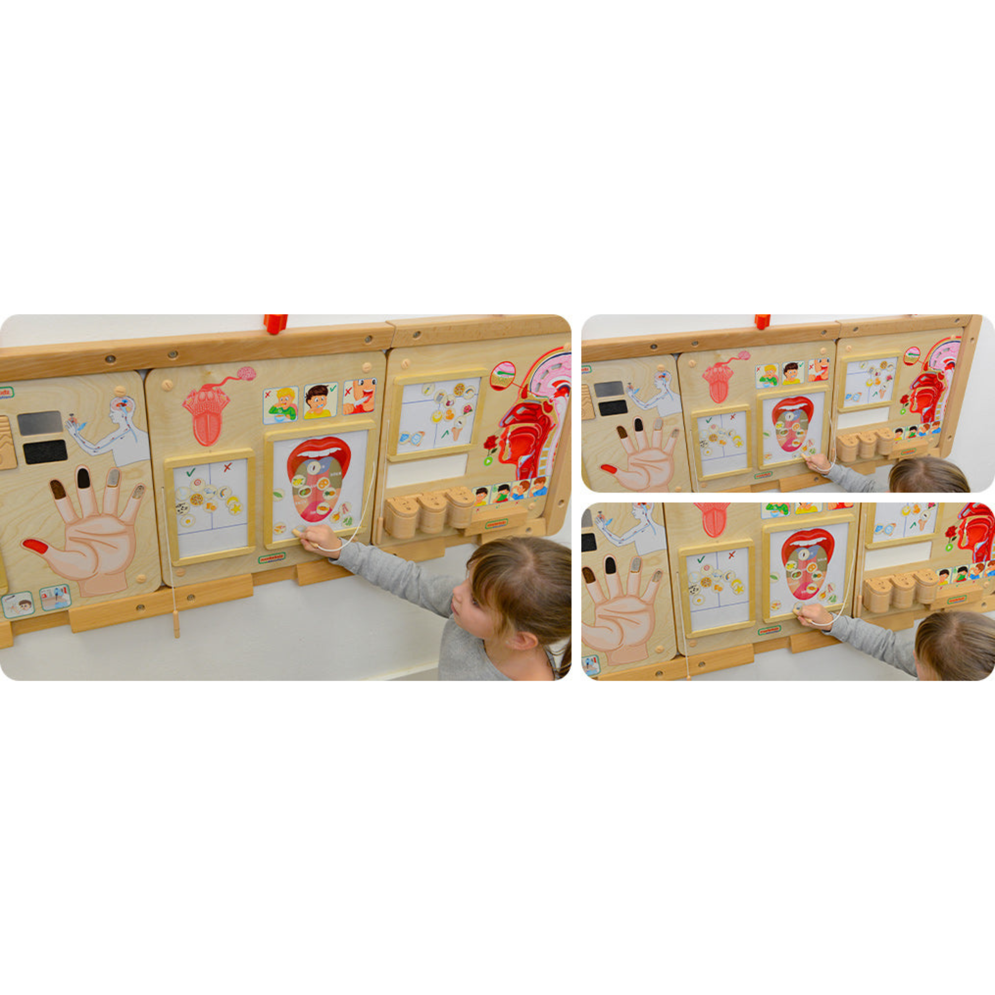 Sense of Taste Board | Educational STEM Learning Toy for Kids Human Body Science