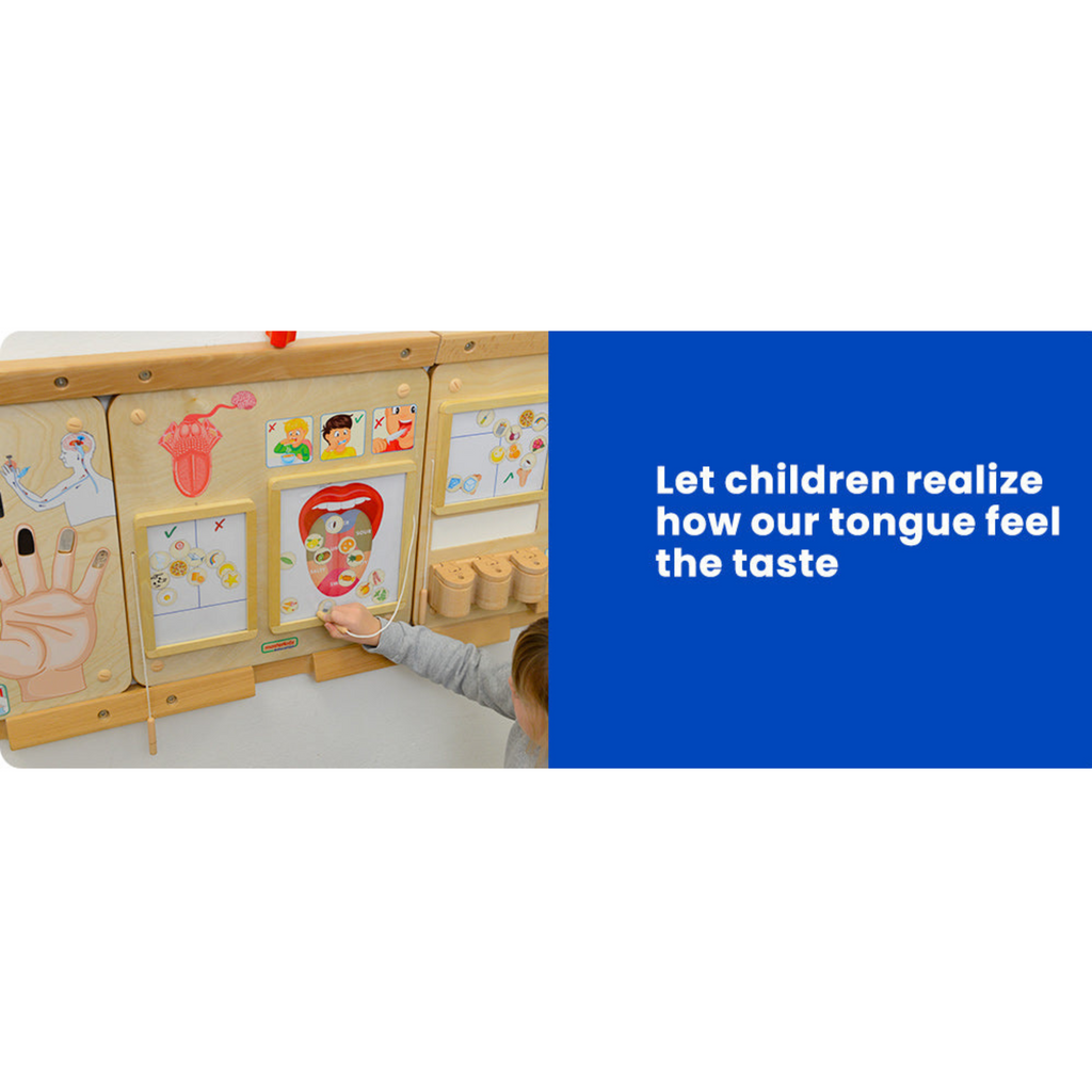 Sense of Taste Board | Educational STEM Learning Toy for Kids Human Body Science