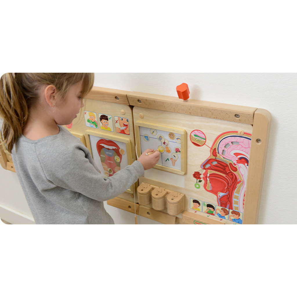 Sense of Taste Board | Educational STEM Learning Toy for Kids Human Body Science