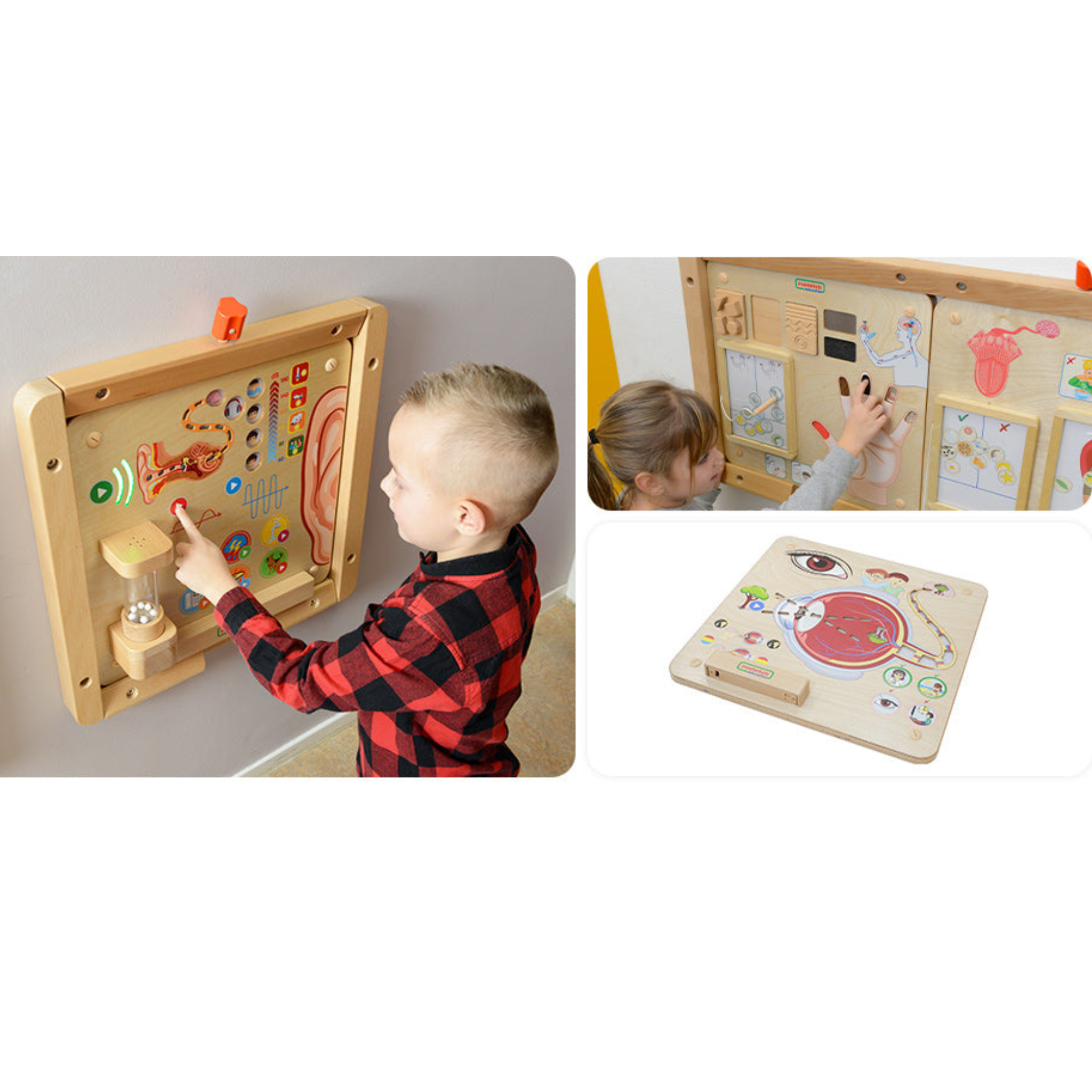Sense of Taste Board | Educational STEM Learning Toy for Kids Human Body Science