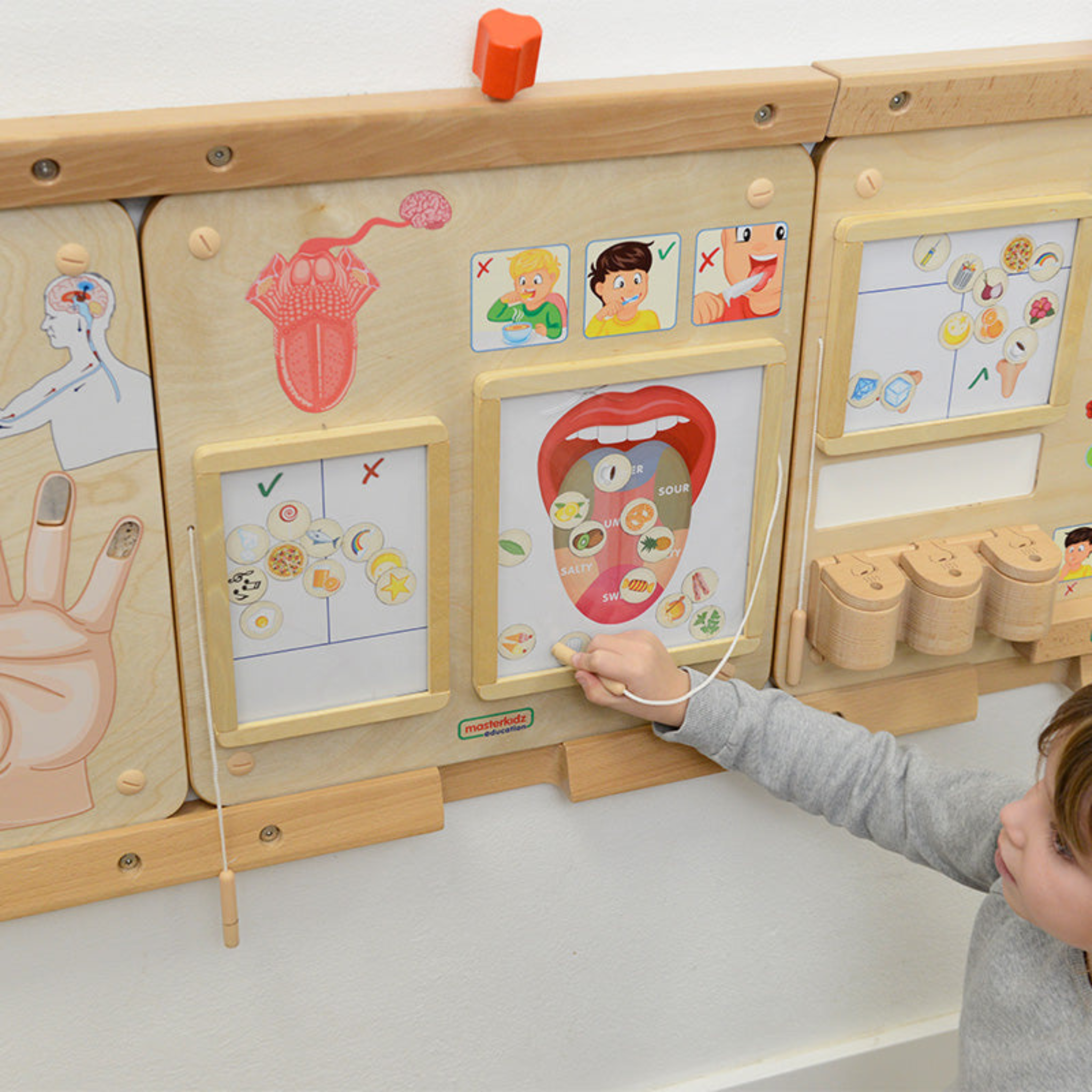 Sense of Taste Board | Educational STEM Learning Toy for Kids Human Body Science