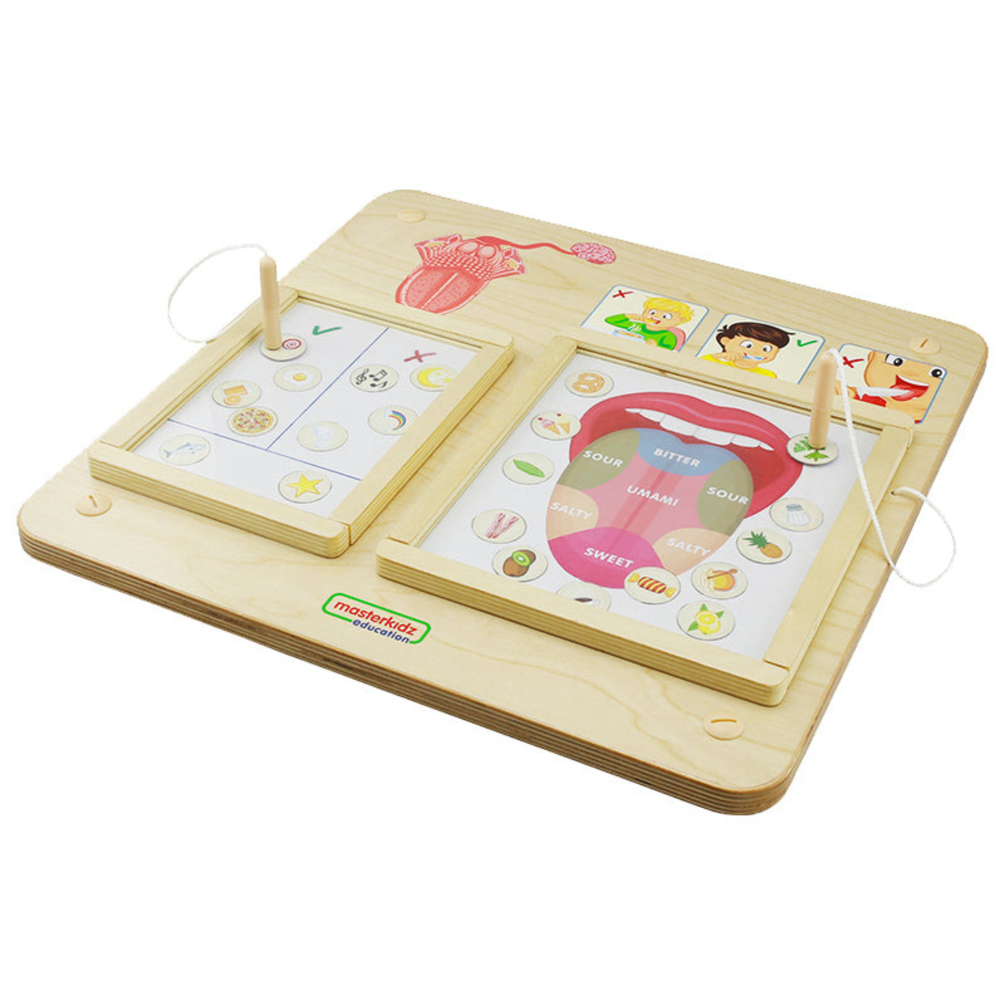 Sense of Taste Board | Educational STEM Learning Toy for Kids Human Body Science