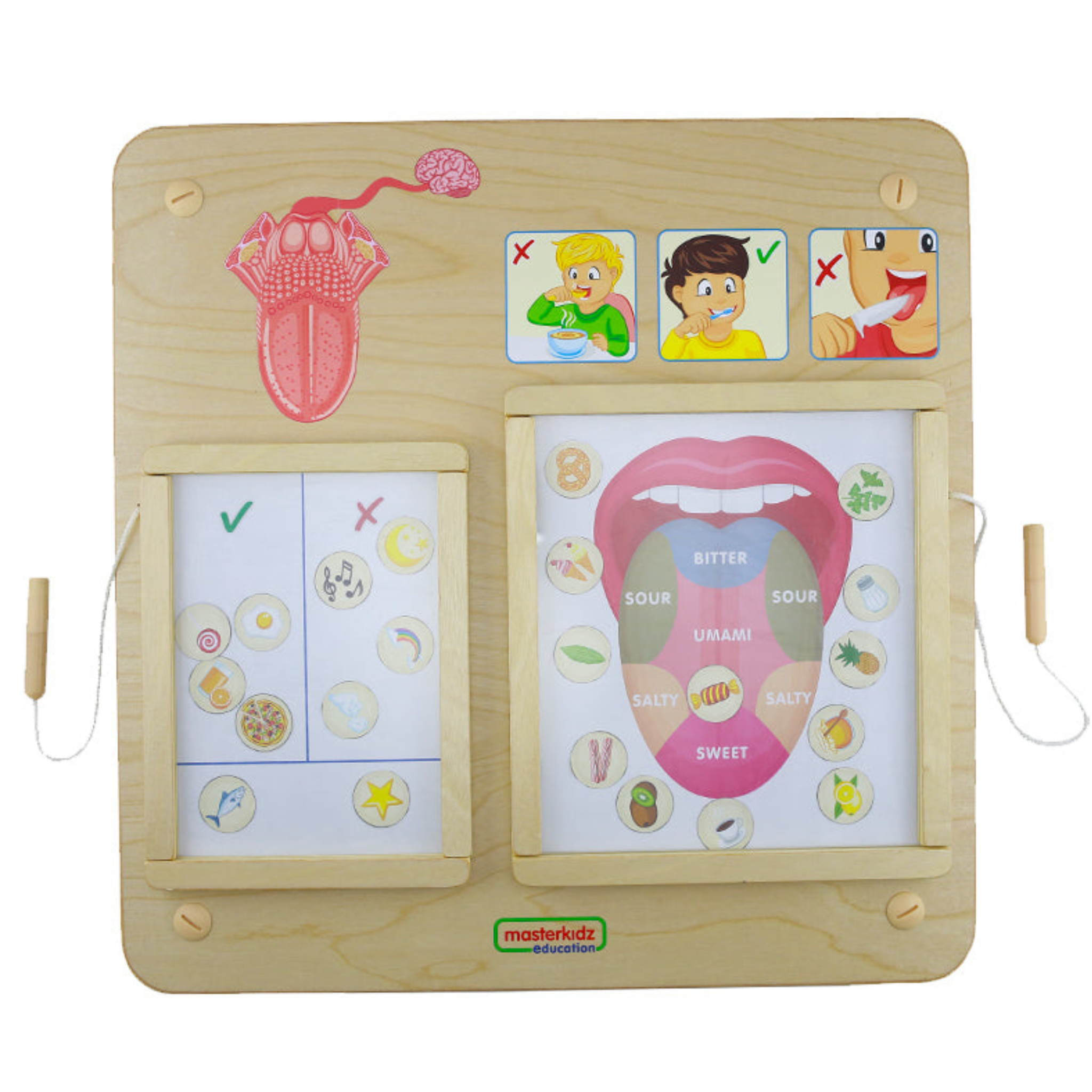 Sense of Taste Board | Educational STEM Learning Toy for Kids Human Body Science