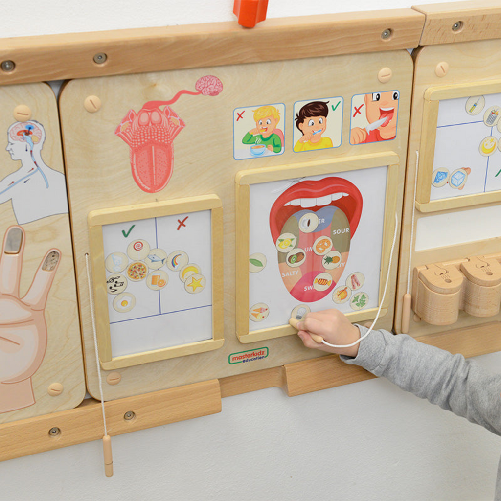 Sense of Taste Board | Educational STEM Learning Toy for Kids Human Body Science