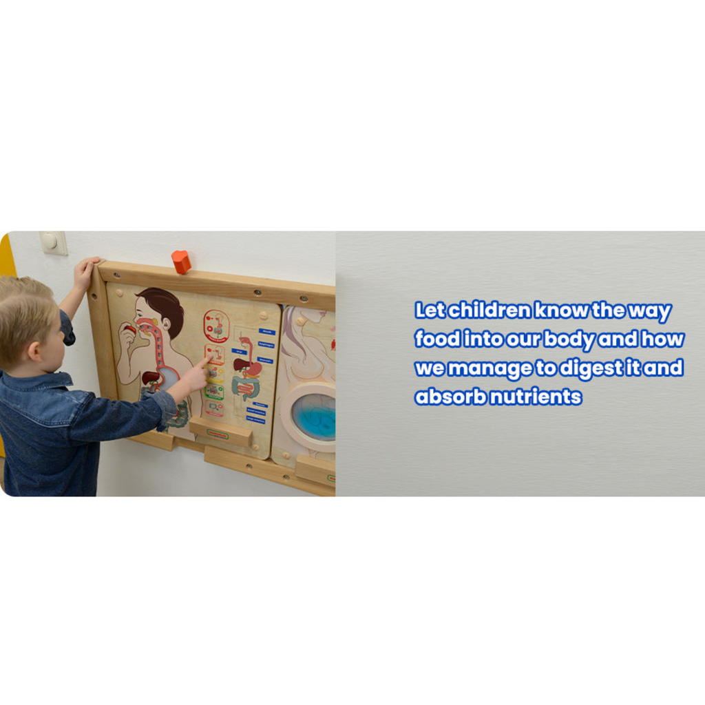 Digestive System Learning Board | Interactive STEM Human Body Teaching Aid for Kids