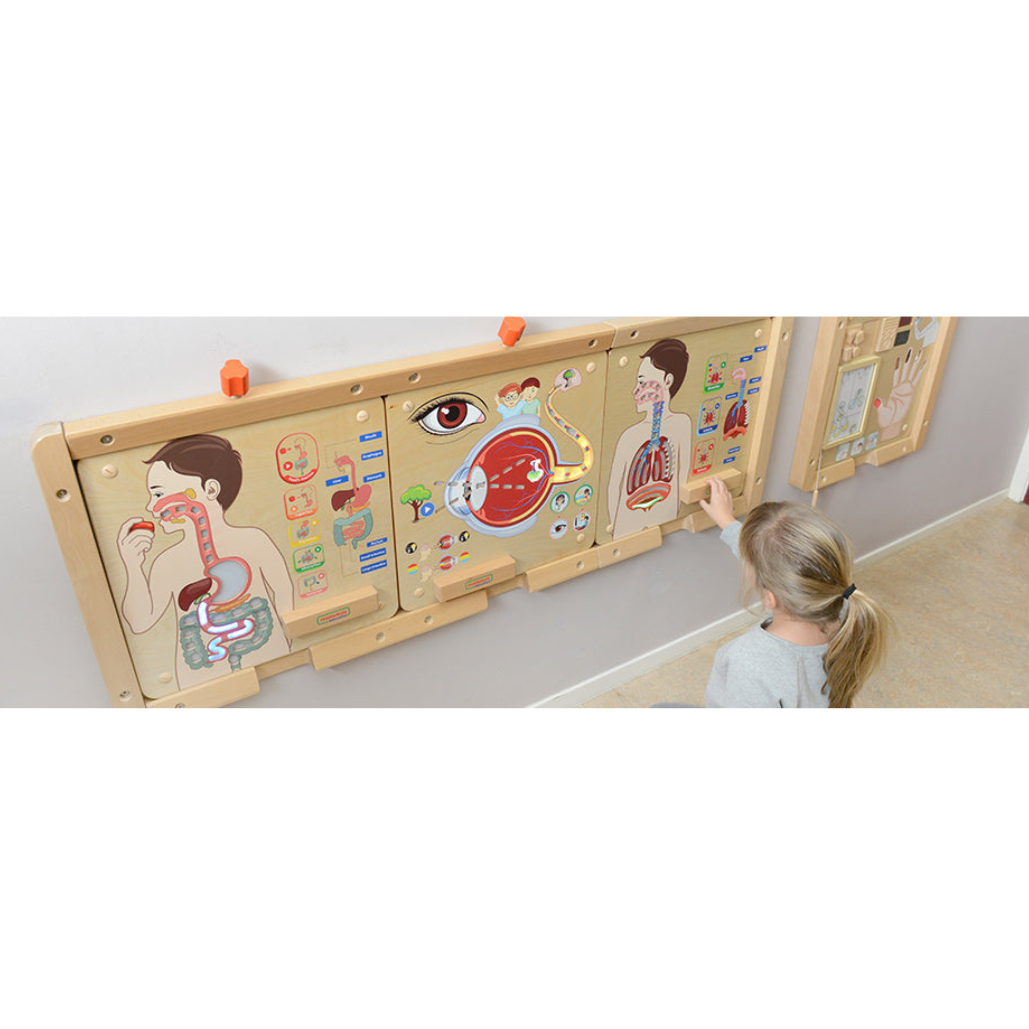 Digestive System Learning Board | Interactive STEM Human Body Teaching Aid for Kids