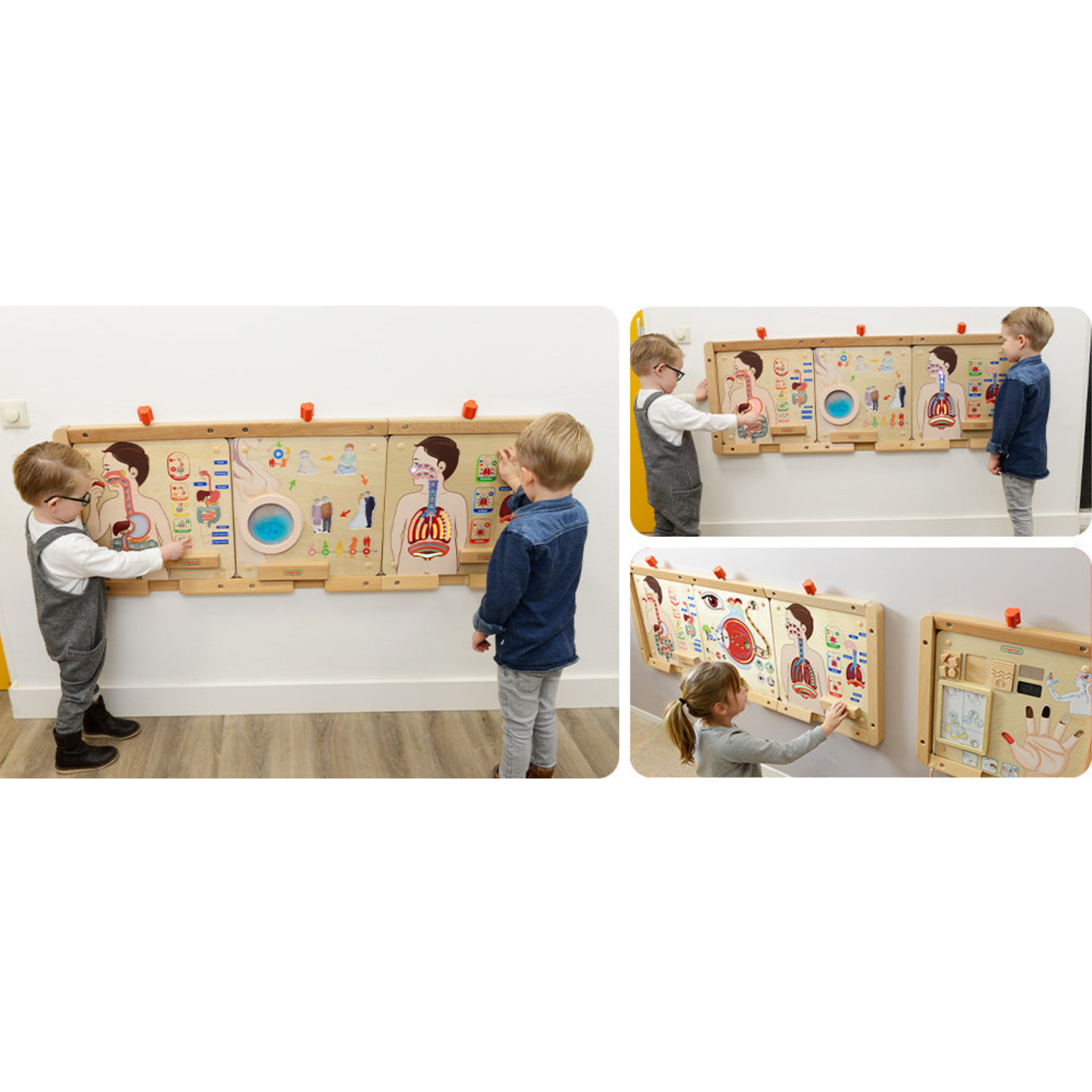 Digestive System Learning Board | Interactive STEM Human Body Teaching Aid for Kids
