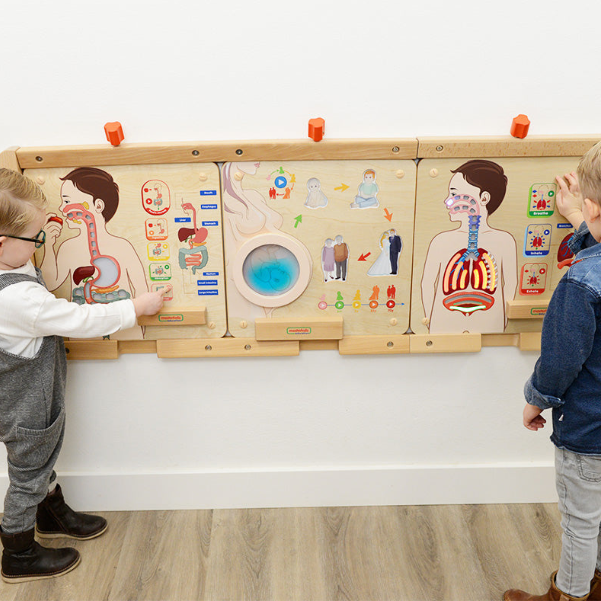 Digestive System Learning Board | Interactive STEM Human Body Teaching Aid for Kids