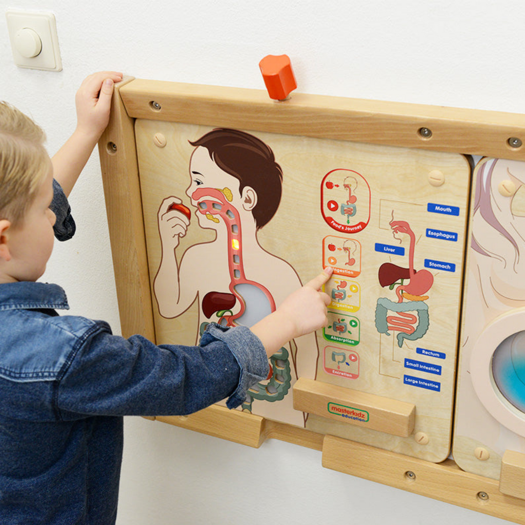 Digestive System Learning Board | Interactive STEM Human Body Teaching Aid for Kids