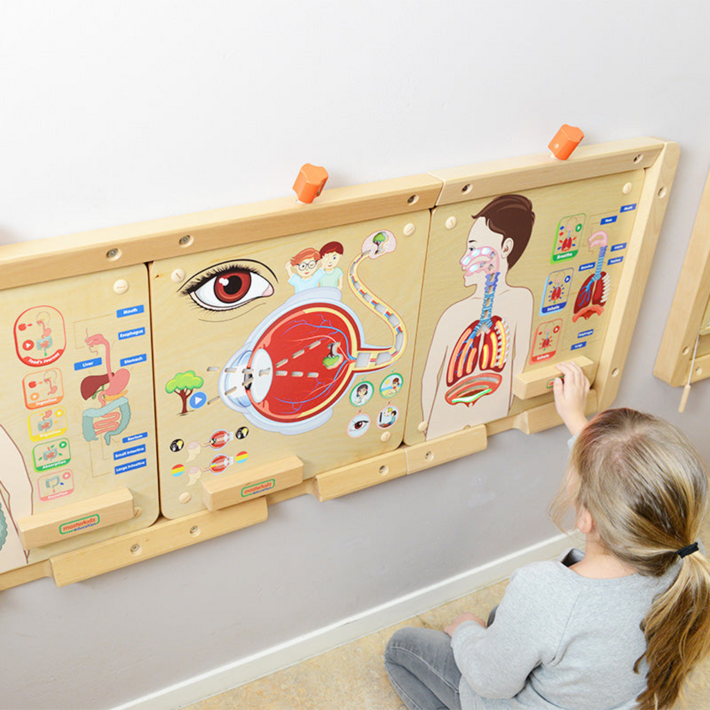 Digestive System Learning Board | Interactive STEM Human Body Teaching Aid for Kids