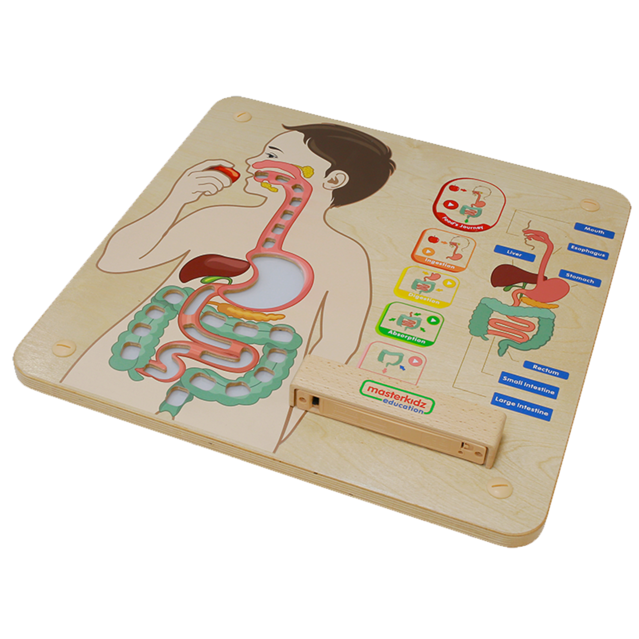 Digestive System Learning Board | Interactive STEM Human Body Teaching Aid for Kids