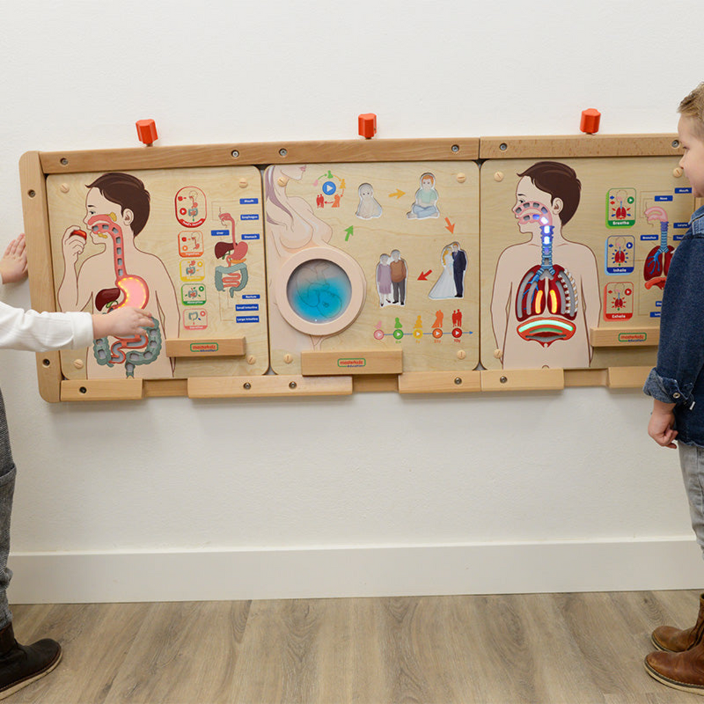 Digestive System Learning Board | Interactive STEM Human Body Teaching Aid for Kids