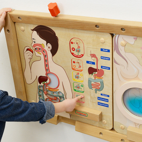 Digestive System Learning Board | Interactive STEM Human Body Teaching Aid for Kids