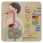 Digestive System Learning Board | Interactive STEM Human Body Teaching Aid for Kids