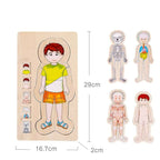 Human Body Cognition Layers Puzzle Girl | Wooden Anatomy Learning Puzzle for Kids