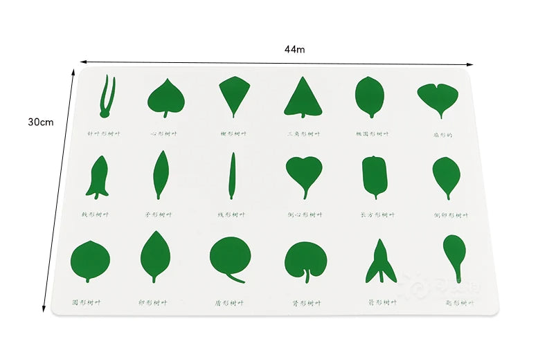 Leaf Cabinet 18 Insets Montessori Botany | Wooden Nature Learning Educational Toy