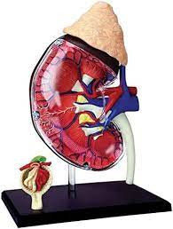 4D Vision Kidney Model Human Anatomy | 13 Pcs Educational STEM Biology Learning Toy