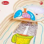 Human Body Cognition Layers Puzzle Girl | Wooden Anatomy Learning Puzzle for Kids