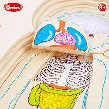 Human Body Cognition Layers Puzzle Girl | Wooden Anatomy Learning Puzzle for Kids