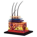 4D Vision Human Skin Model | 12 Pcs Educational STEM Anatomy Learning Toy